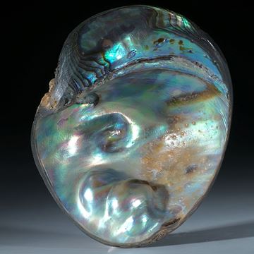 Abalone Perlmutter Freiform mit Blisterperle ca.60x48x18mm