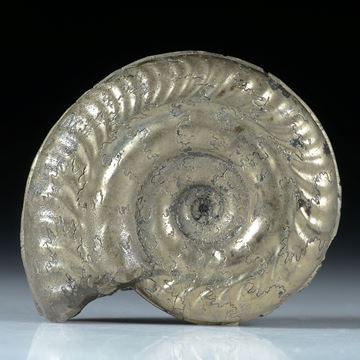 pyritisierter Ammonit ca.32x25x11mm, Atelier Hochstrasser, 18.3g   50.-