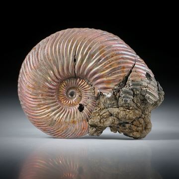 pyritisierter Ammonit, Wolga Russland, einseitig plangeschliffen und poliert, ca.47x37x8mm
