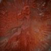 Fossile rote Hornkoralle (Utah) 70.39ct. Querschnitt Paar poliert, Aussenseite naturbelassen, je ca.28x25x5mm