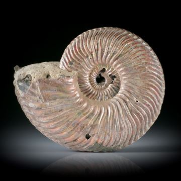 pyritisierter Ammonit, Wolga Russland, ca.43x36x14mm