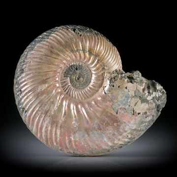 pyritisierter Ammonit, Wolga Russland, ca.52x42x14mm