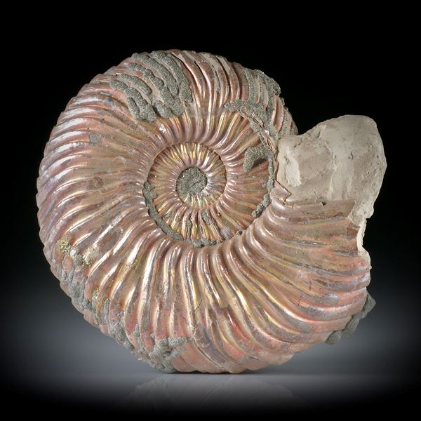 pyritisierter Ammonit, Wolga Russland, ca.44x42x13mm